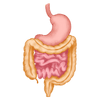 Free online courses on Gastrointestinal Physiology